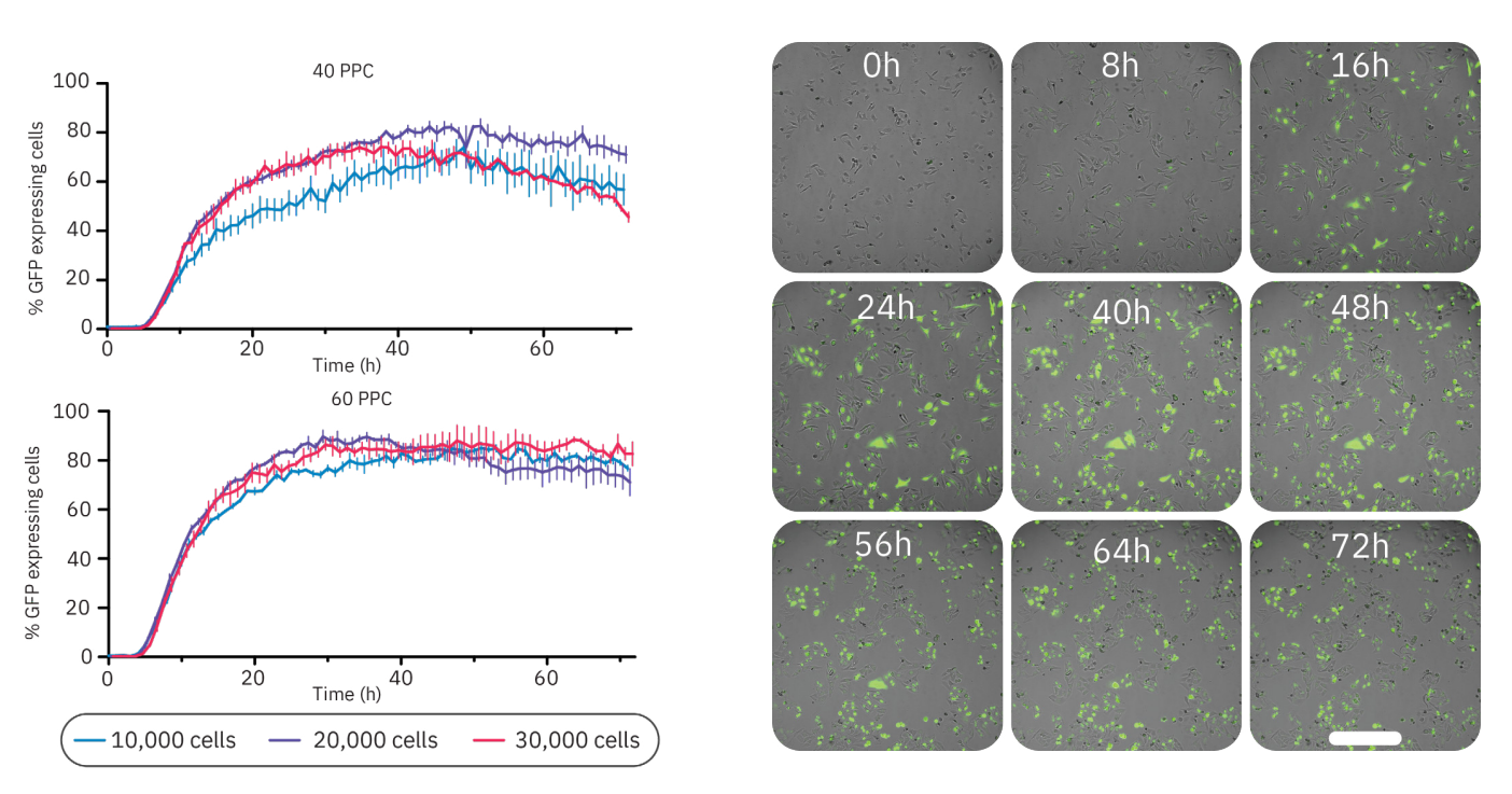 Figure 4: GFP expression was dependent on cell density and virus concentration. (Left) The percentage of GFP expressing cells  infected at different cell densities (10,000, 20,000, or 30,000 cells/well) and with different virus concentrations (40 PPC or 60 PPC).  Data is displayed as mean value of 3 replicates each with SEM. (Right) Time-lapse images of BacMam-mediated transduction of HeLa  cells. HeLa cells were transduced at 20,000 cells/well with a concentration of 40 PPC. Upon transduction, Nucleus-GFP fusion protein is  expressed in cell nuclei. Scale bar indicates 200 µm