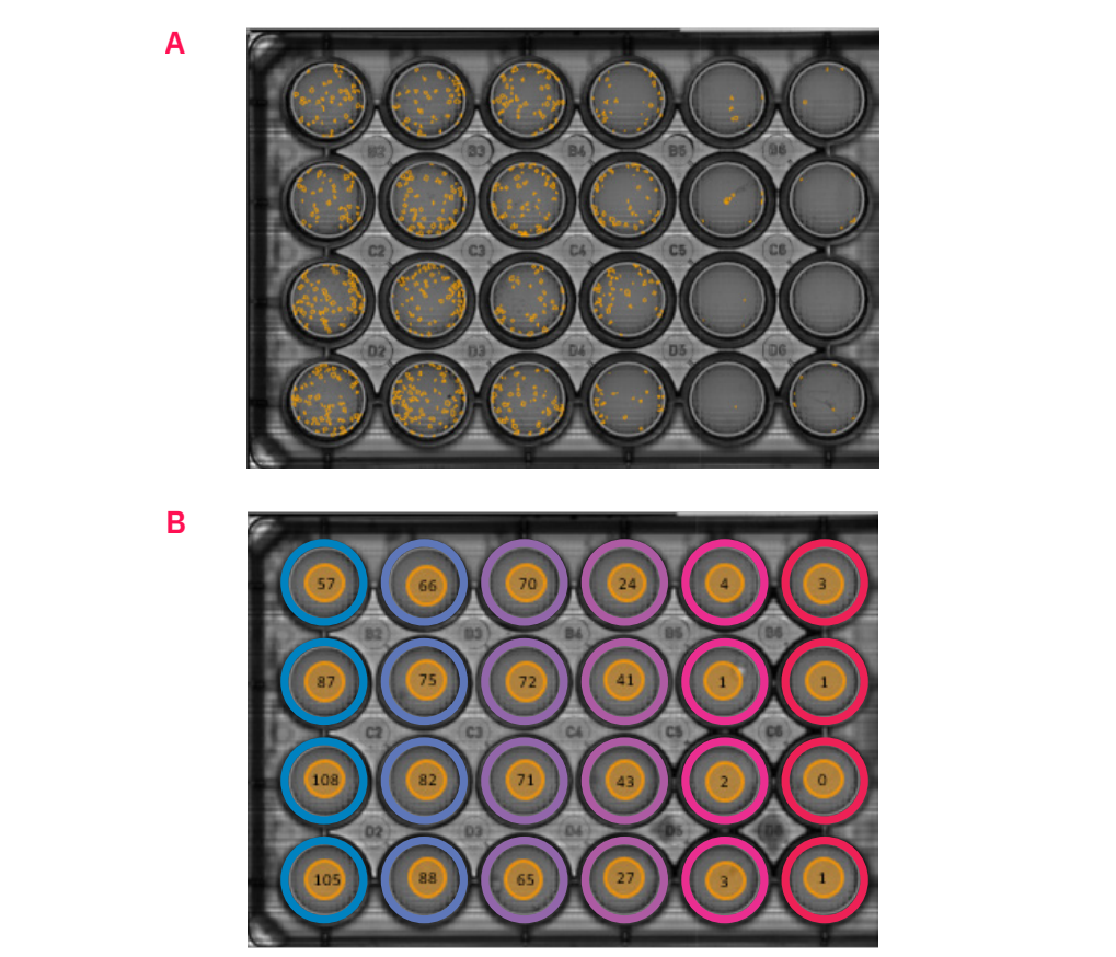 Figure 1: Summary of the Clonogenic Assay module output. (A) A high-resolution scan of the 24-well plate, including the colony overlay generated by the Clonogenic Assay module, and (B) colony count with the grouping of samples.