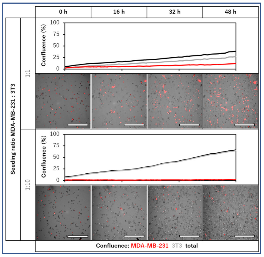 Fig. 1. Side-by-side comparison of confluence per cell type in MDA-MB-231 – 3T3 co-cultures. Red fluorescent MDA-MB-231 cells and non-fluorescent  3T3 fibroblasts were seeded at 1:1 or 1:10 ratios, and monitored during 48 h with a 1 h imaging interval. Confluence per cell type was determined from  confluence per imaging channel. Scale bar = 500 µm.