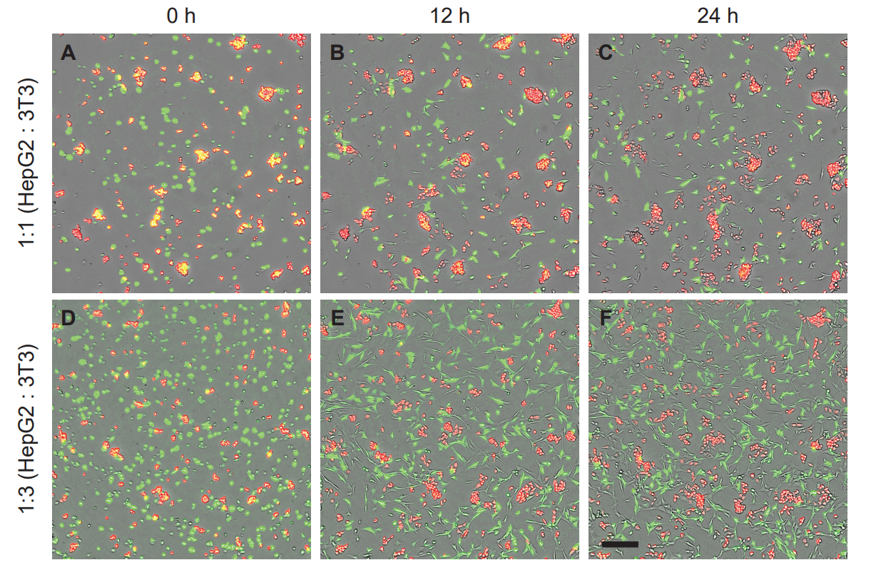 Figure 1. Overlay of brightfield, red and green fluorescent images of HepG2 and 3T3 co-cultures at 0 (A, D), 12 (B, E) and 24 h (C, F). A-C) Co-culture at 1:1 ratio of HepG2 (CellTracker Orange; red  fluorescence) to 3T3 cells (CellTracker Green; green fluorescence). D-F) Co-culture at 1:3 ratio of HepG2 to 3T3 cells. Scalebar represents 200 µm and applies for all images.