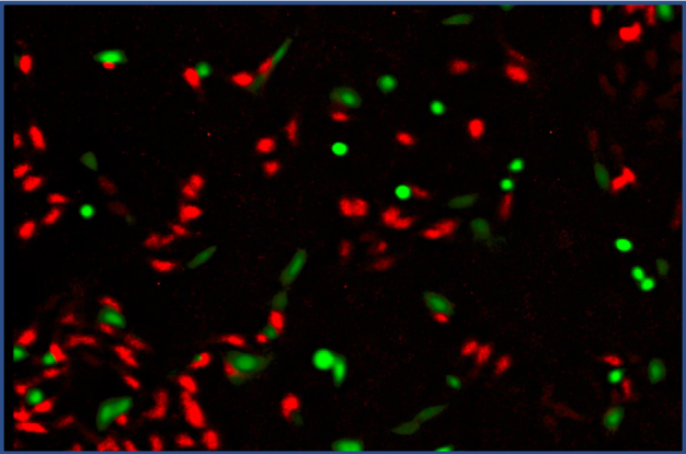Fig. 3. Co-culture of 3T3 cells stained with CellTracker  Green (green) and C6 cells stained with CellTracker  Orange (red).