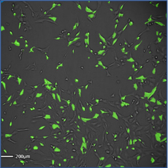 Fig 7: Overlay of green fluorescent and brightfield  images of 3T3 cells transfected with CellLight NucleusGFP, BacMam 2.0. Images were taken 18 hours post-transfection.