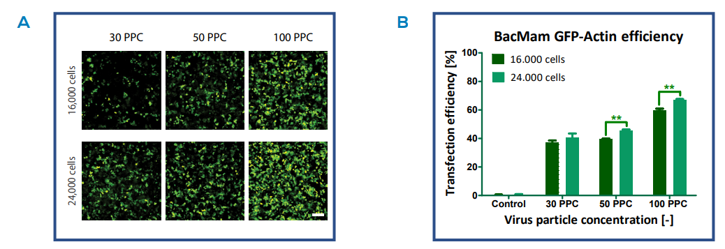 GFP expression of different transfection conditions
