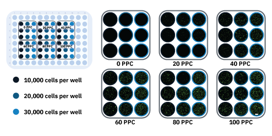 Transfection efficiency plate map