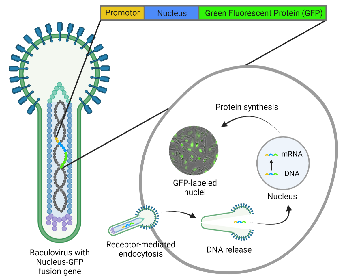 Figure 1: BacMam-mediated gene delivery. The baculovirus  carries DNA of the mammalian promoter and target protein  coupled to a fluorescent protein (e.g. Green Fluorescent Protein).  BacMam particles are taken up by the cell via endocytosis,  after which the DNA is translocated to the nucleus for gene  expression. Image modified from [9].