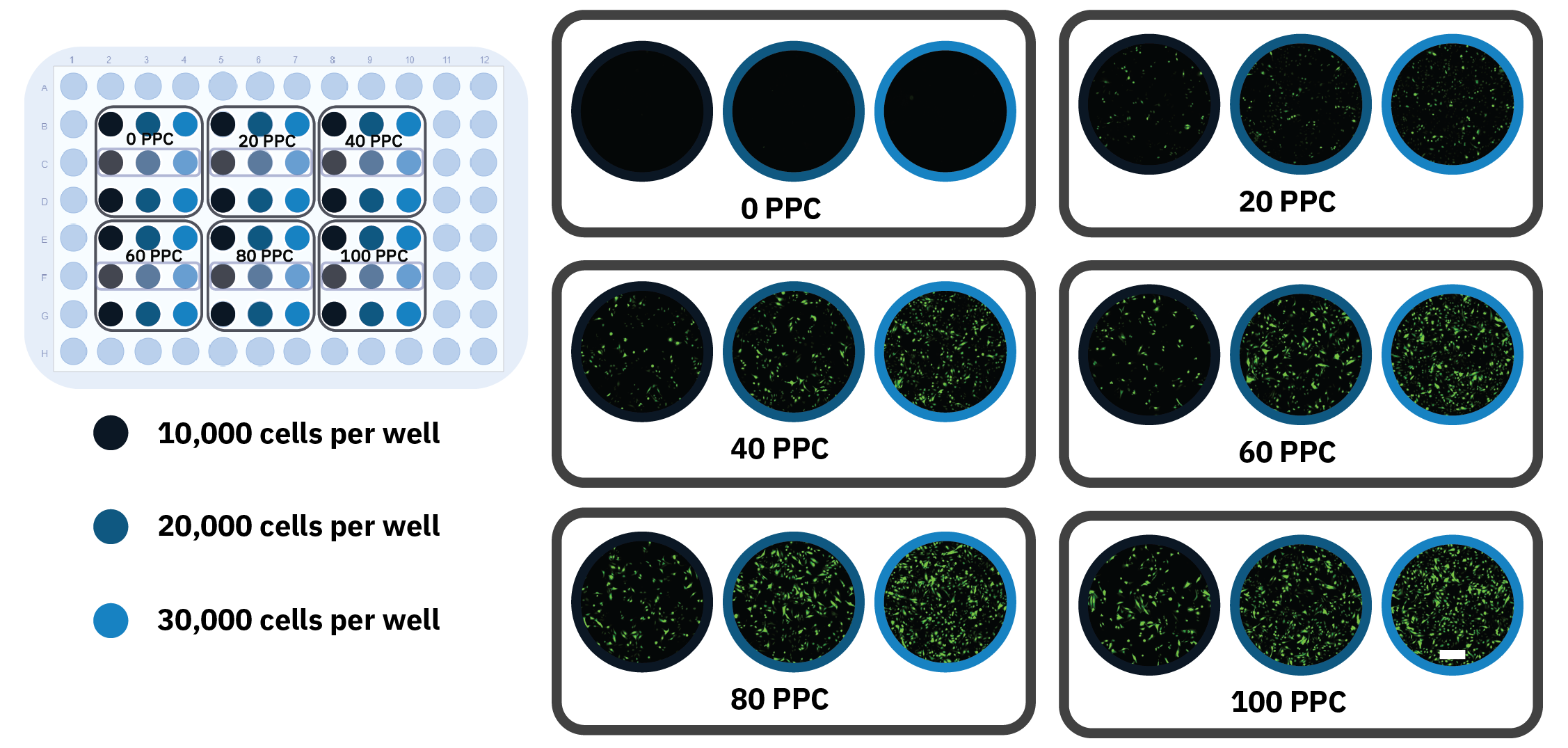 Figure 2: High-throughput optimization of transduction conditions. A) Schematic overview of a 96-well plate indicating the different  plating densities and virus concentration treatments. B) Fluorescence images of the different conditions taken after 24 h incubation,  showing Nucleus-GFP expression. The outlined wells showcase individual replicates. The scale bar indicates 200 μm.