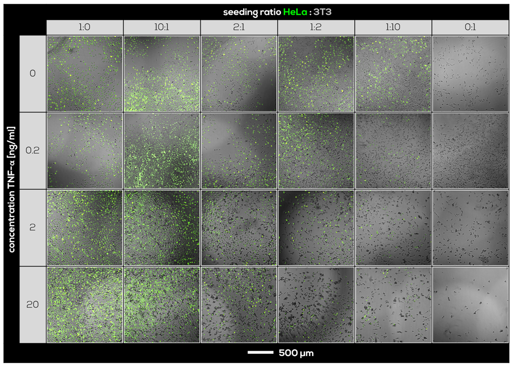 Fig. 2: Images of HeLa : 3T3  co-cultures, corresponding  to various seeding ratios and  TNF-α concentrations. Green  fluorescent HeLa cells and non-fluorescent 3T3 fibroblasts were seeded at 1:0, 10:1, 2:1, 1:2, 1:10  or 0:1 ratios, and exposed to  0-20ng/ml TNF-α for 48 h. 3images per well were made at each time point