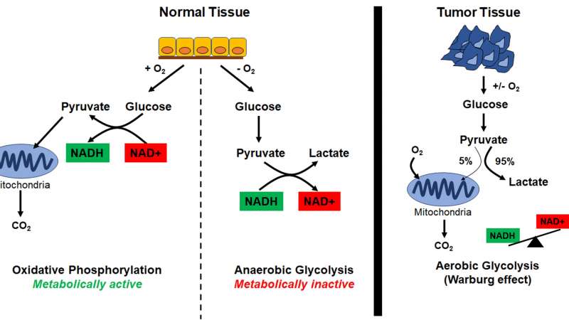 Cell metabolism Fig 2.