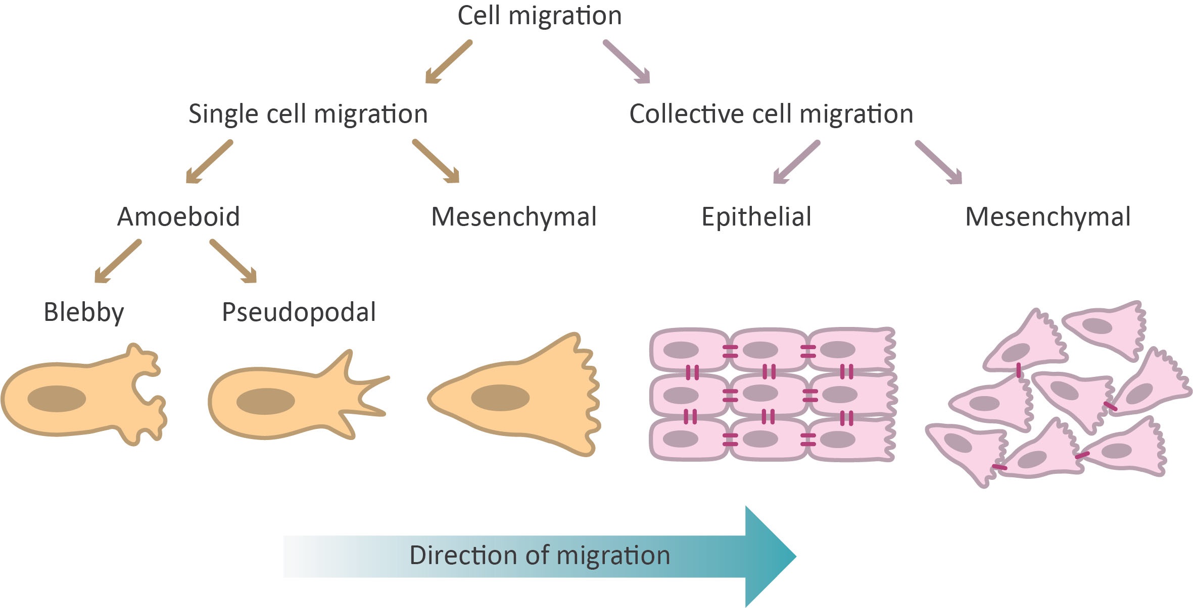 Cell migration modes
