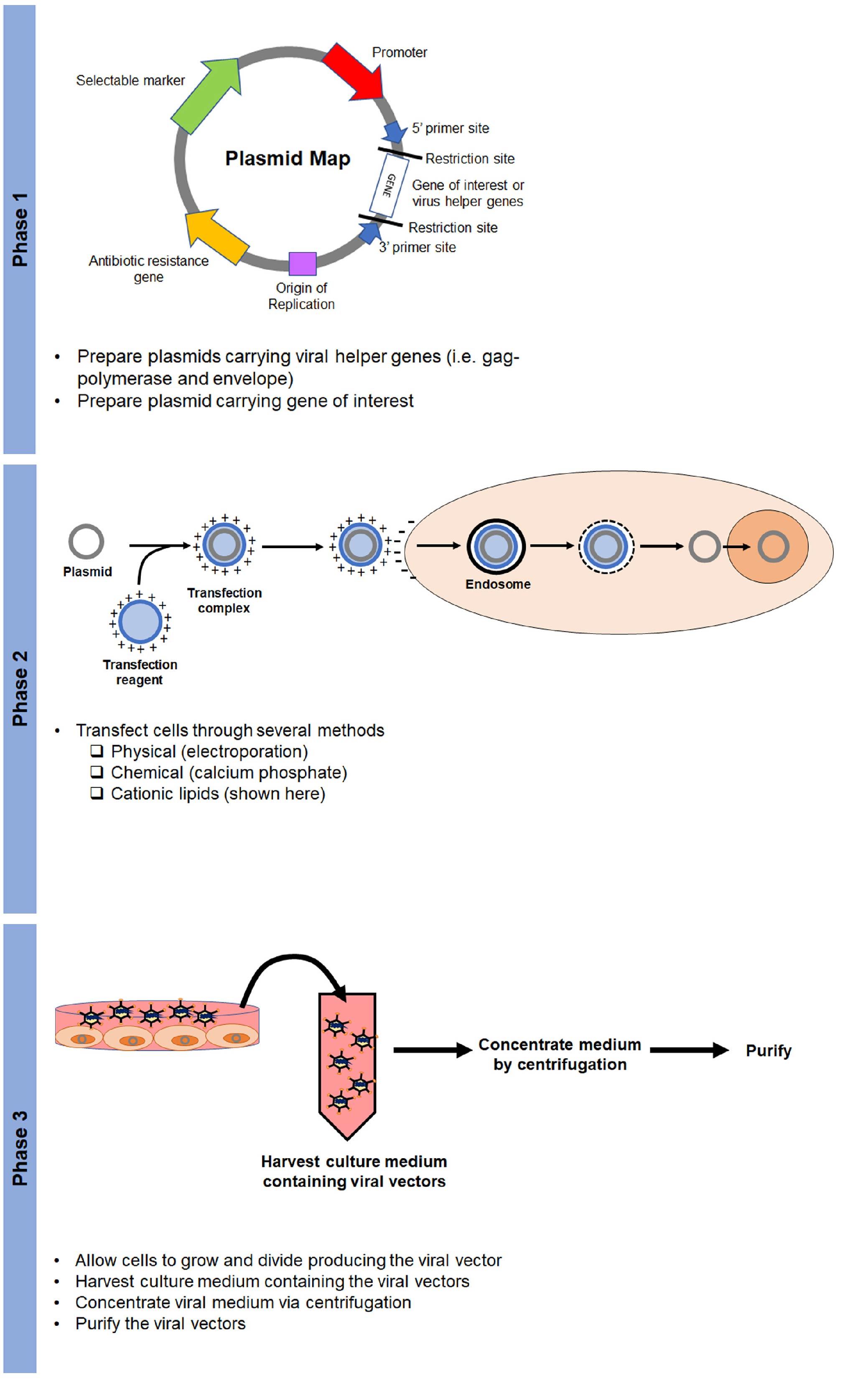 Gene expression fig 5.