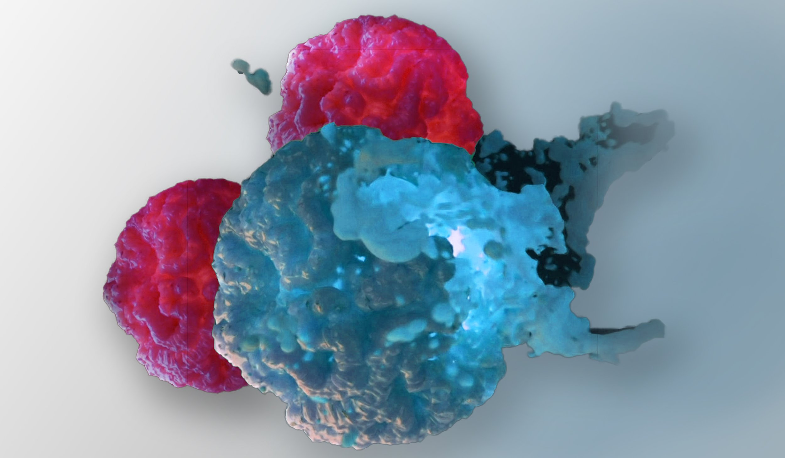 Immuno oncology imaging assays